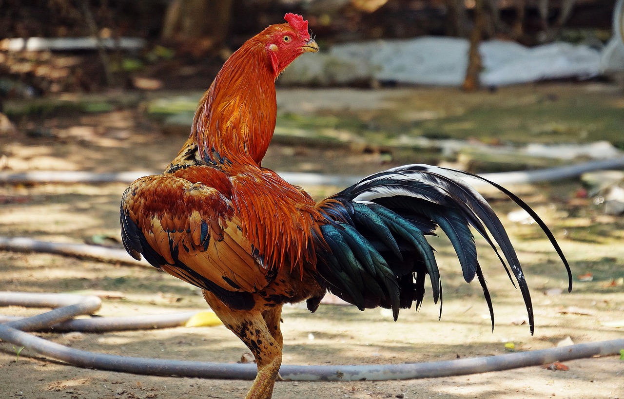 cockerel chicken rooster free photo