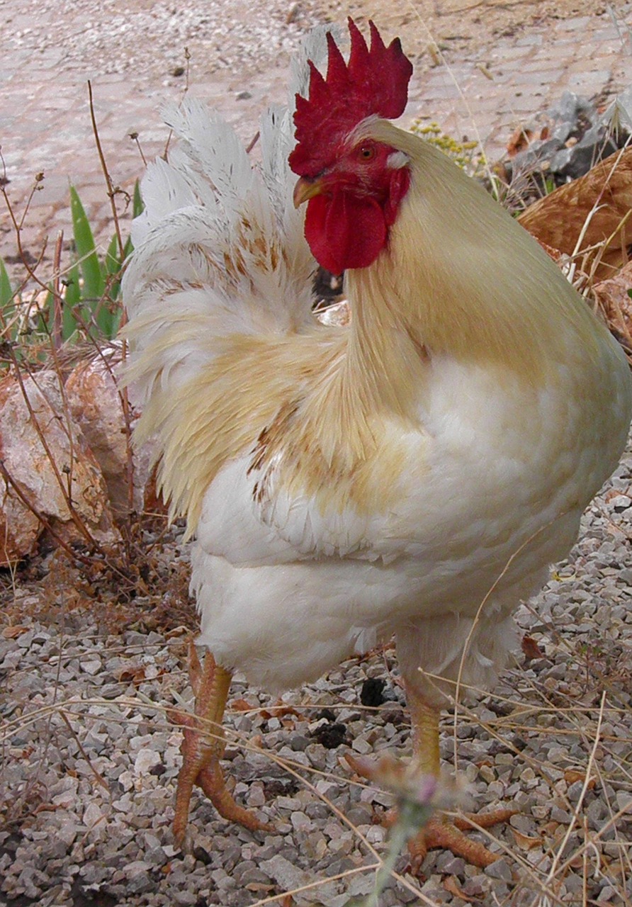 cockerel rooster poultry free photo