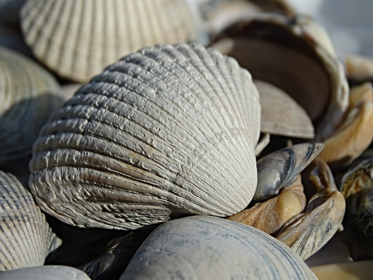 cockle shells shell free photo