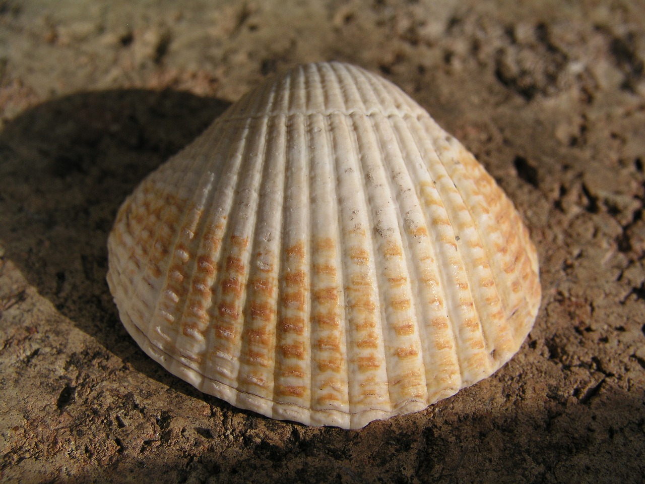 cockle shell beach free photo