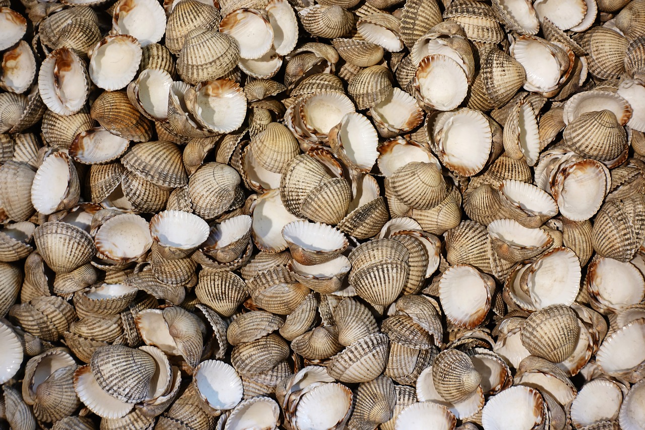 cockle  shell  shellfish free photo