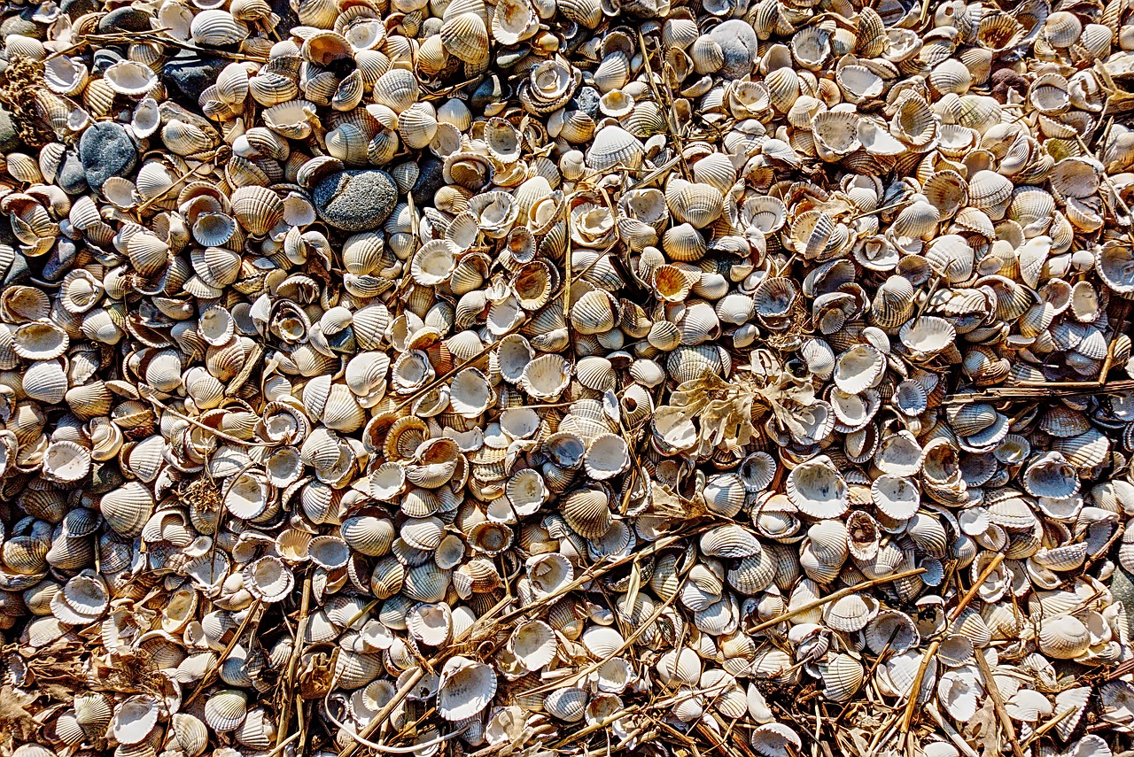 cockle  shell  beach free photo