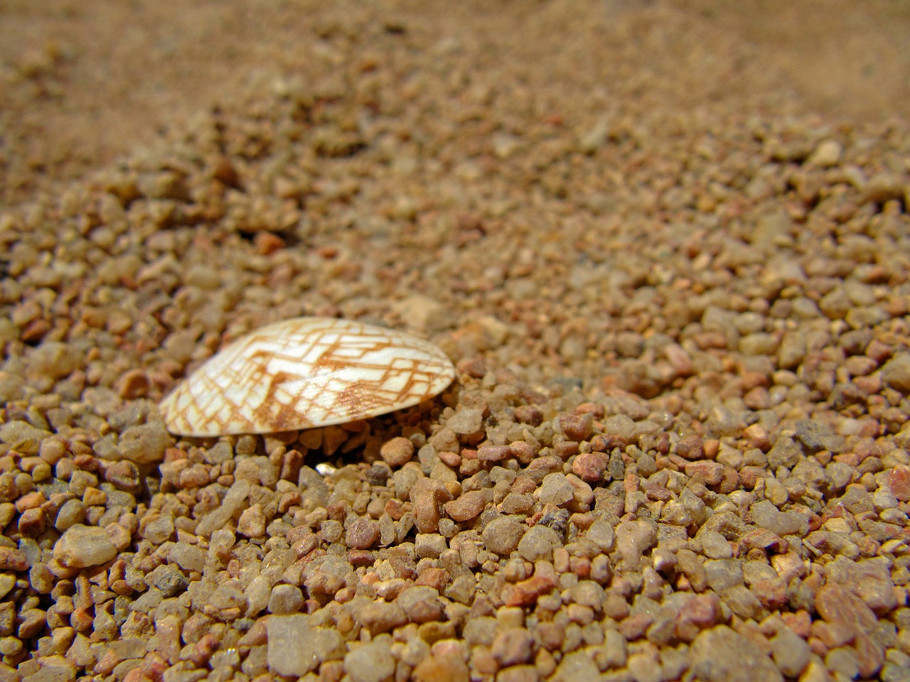 cockle shell coarse grained sand sea shell free photo