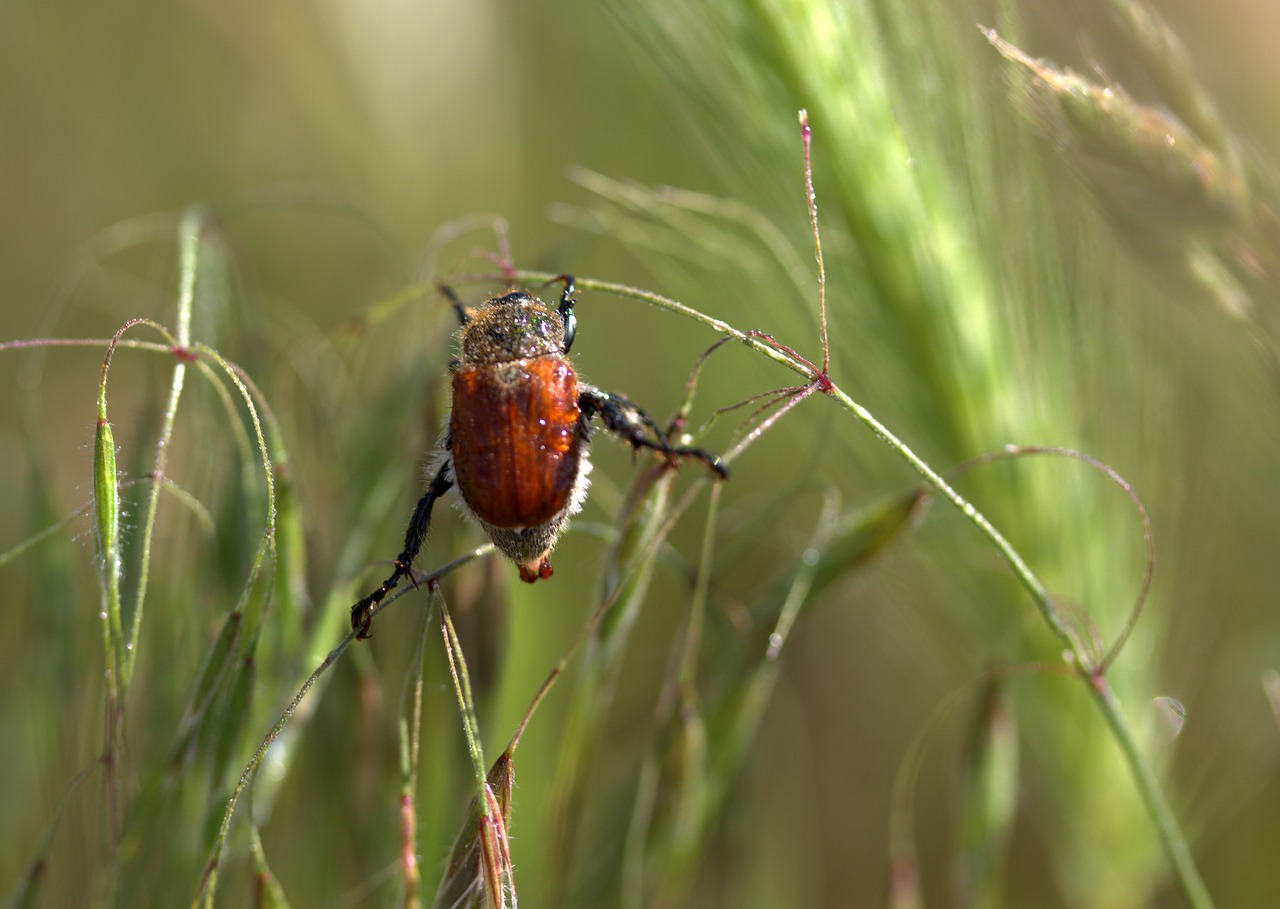 cockroach red climbing free photo