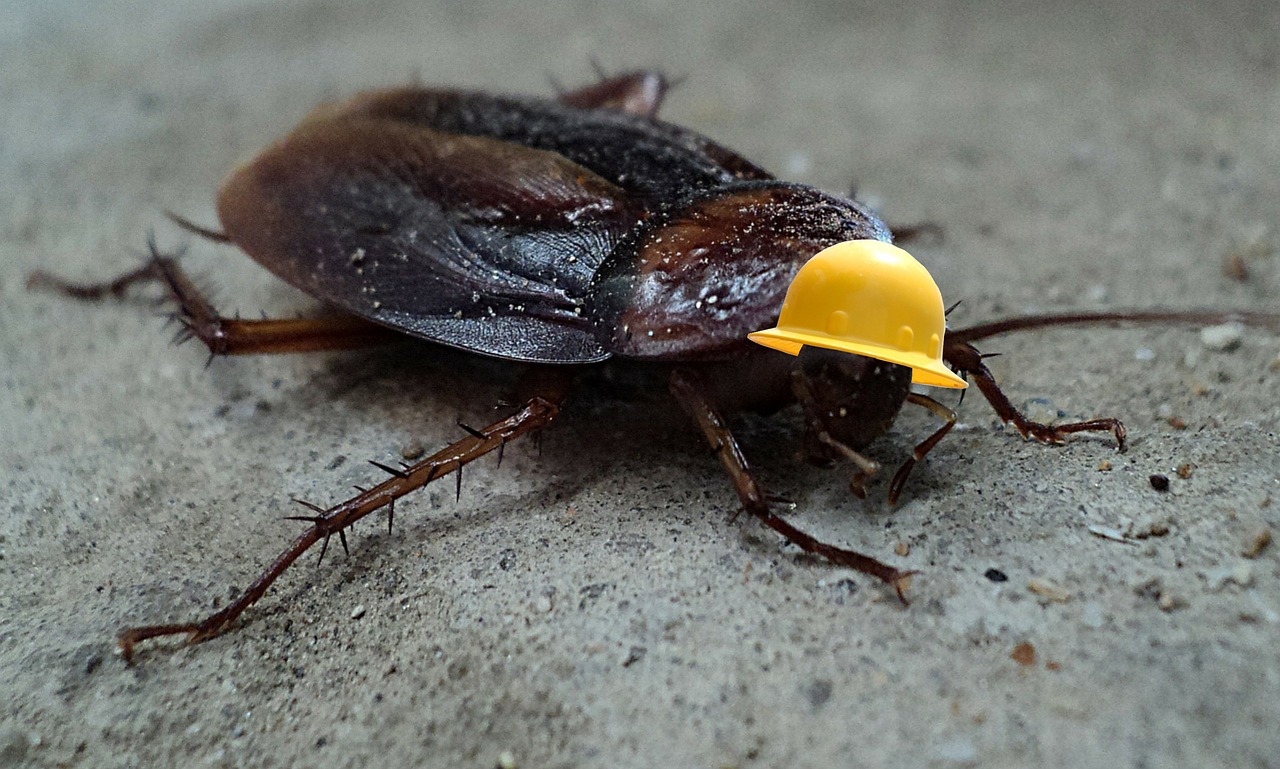 cockroach  insect  pest free photo