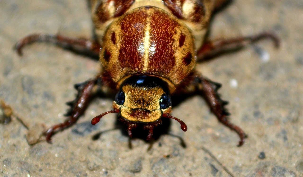 cockroach insecta happy free photo