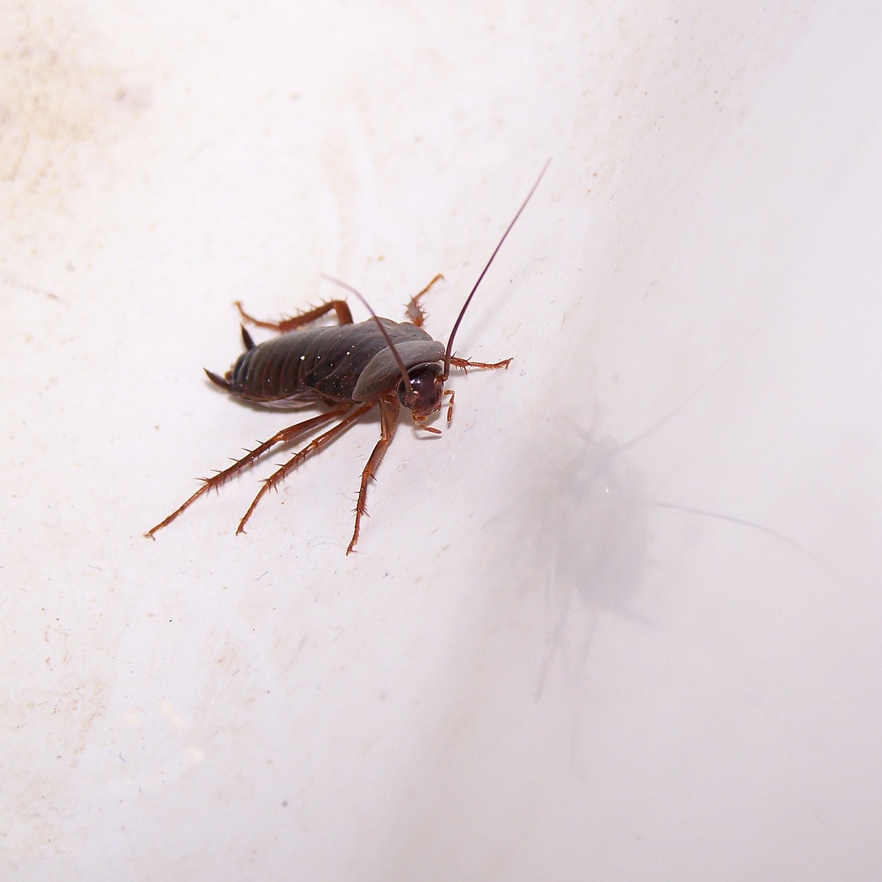 cockroach pest roach free photo