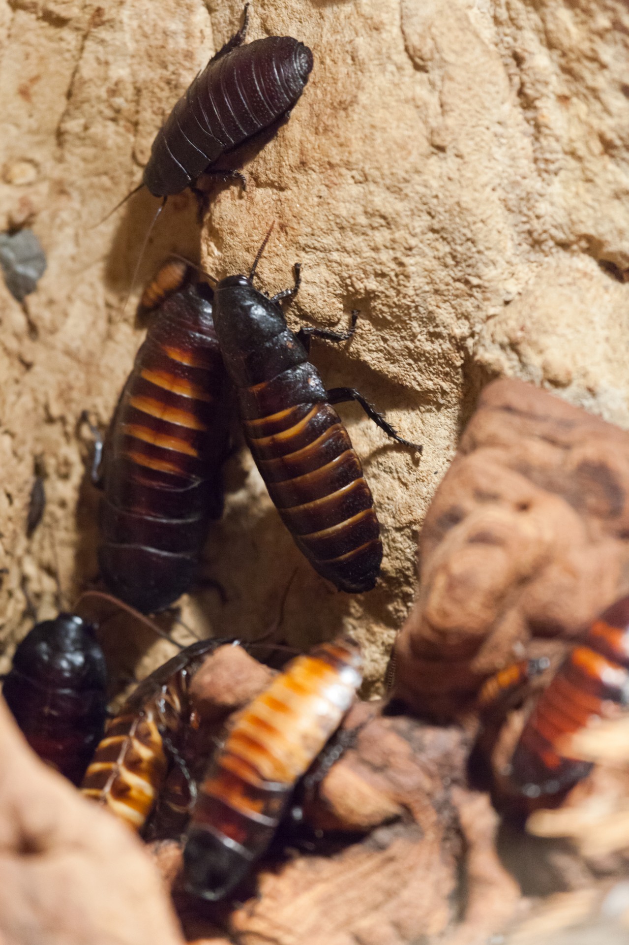 cockroaches animal beetle free photo
