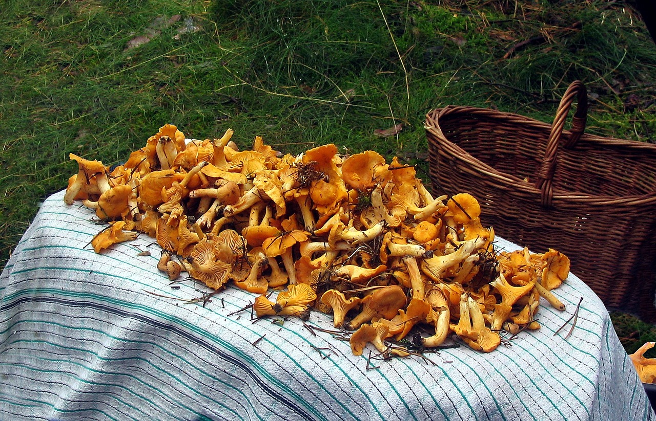 cocks mushrooms the collection of free photo