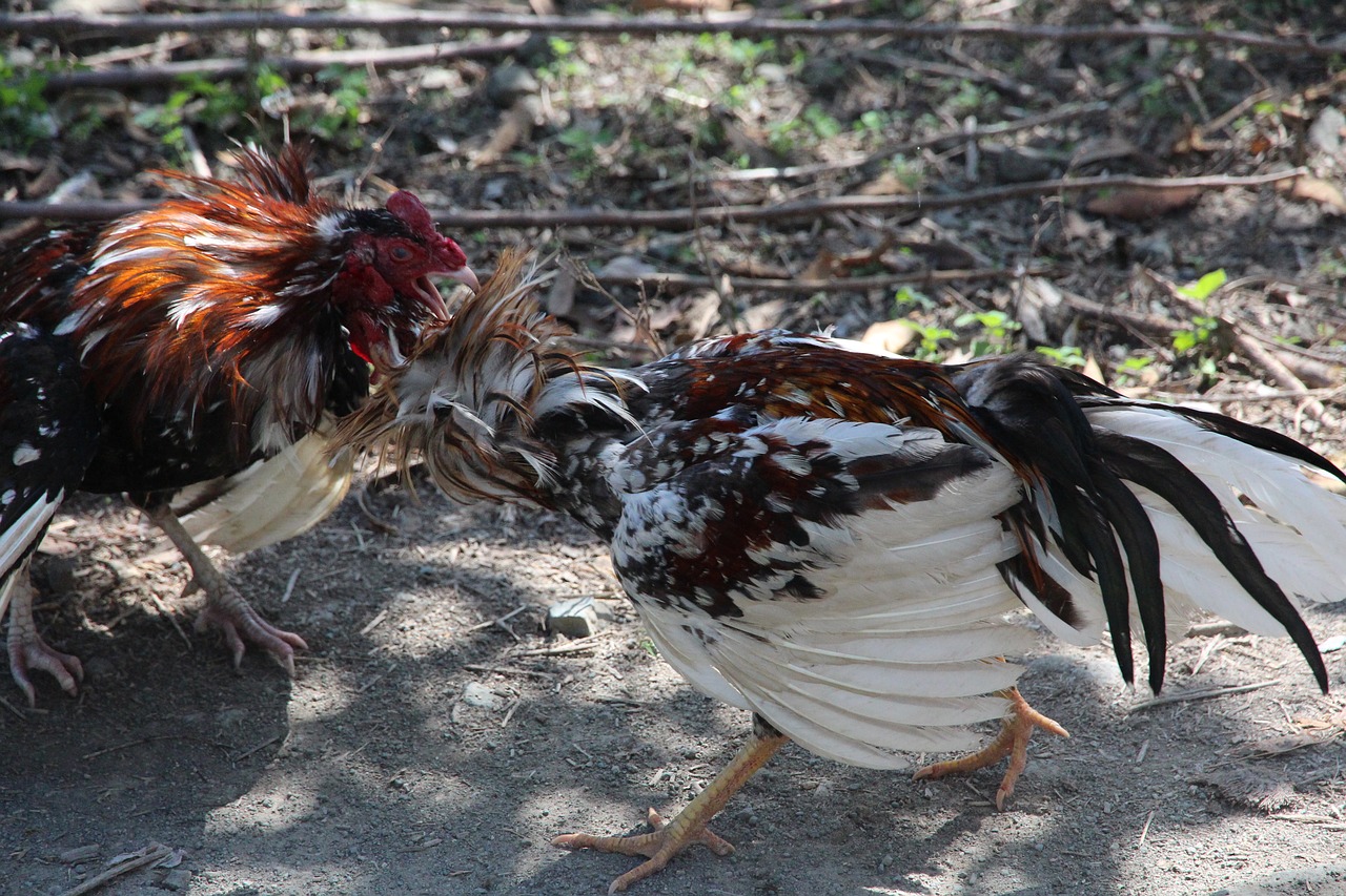 cocks  fight  poultry free photo