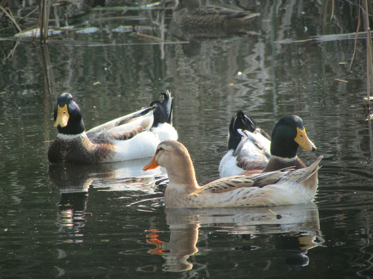 cocks lake water free photo