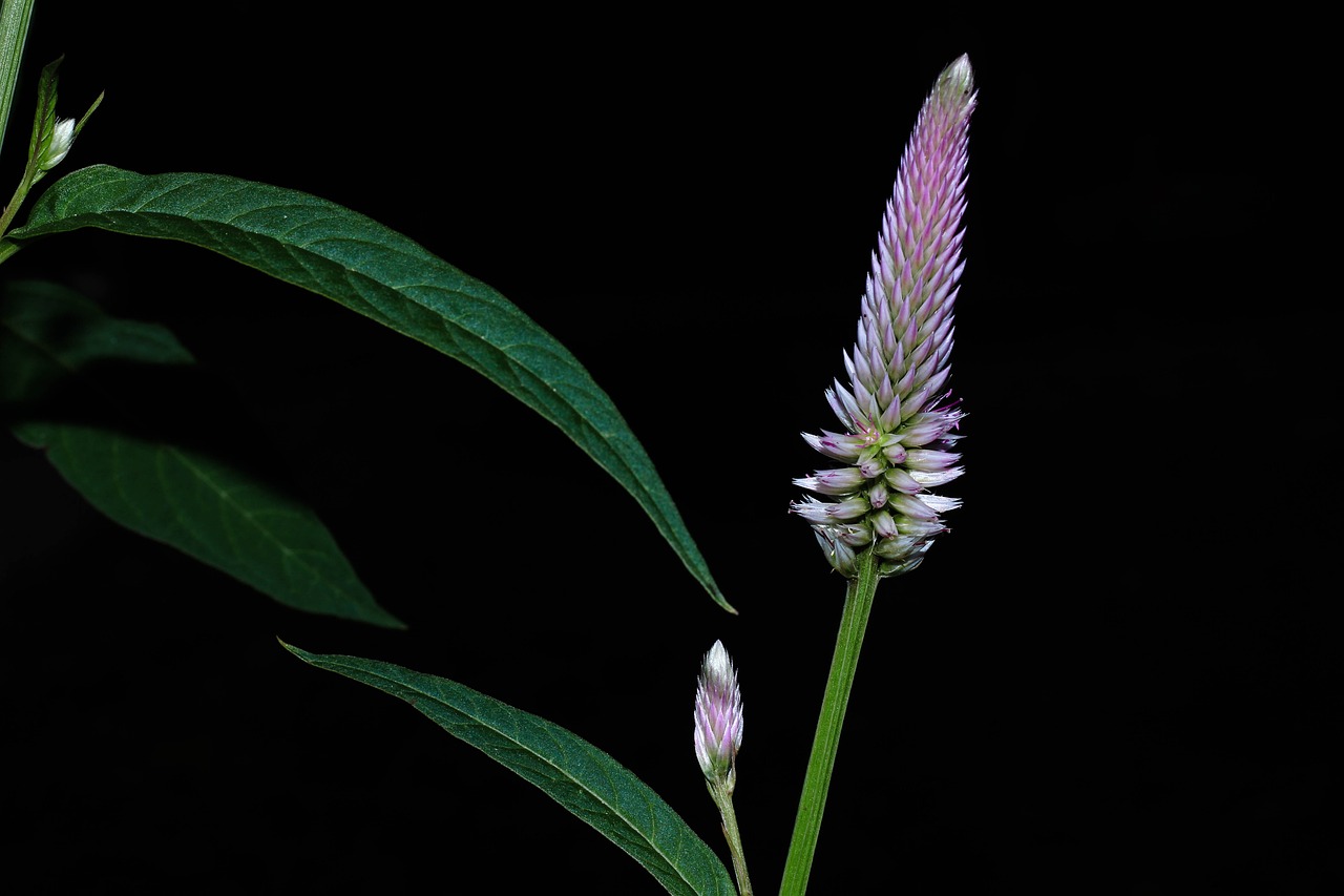 cockscomb flowers nature free photo