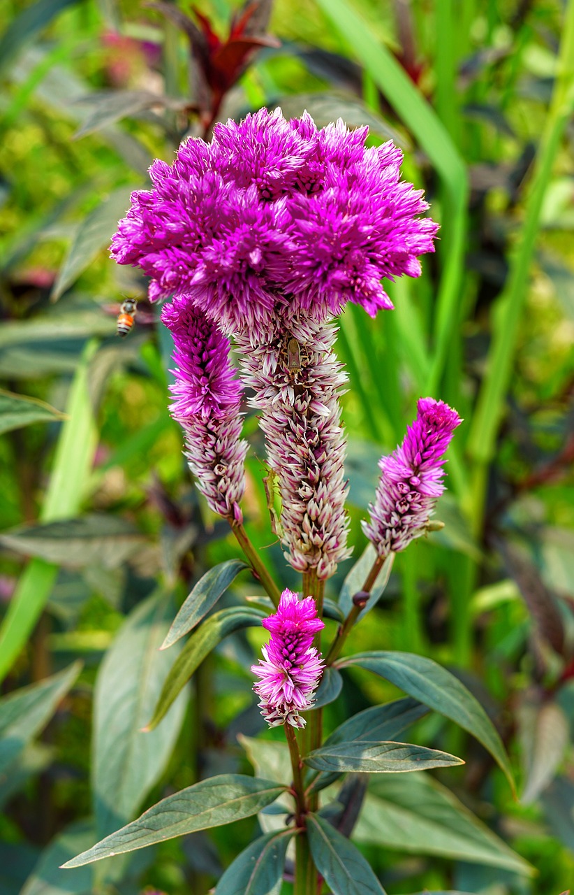 cockscomb  celosia cristata  pink free photo