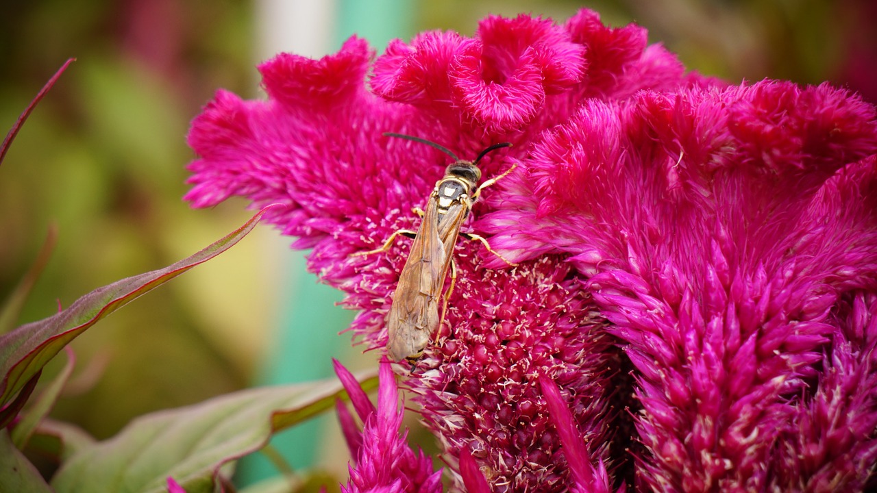 flower crest chicken natural flowers flowers free photo