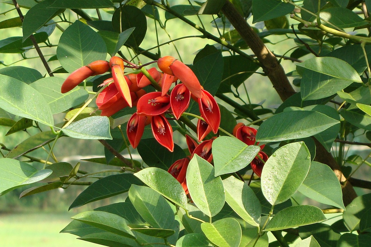 cockspur coral tree cry-baby tree flowers free photo