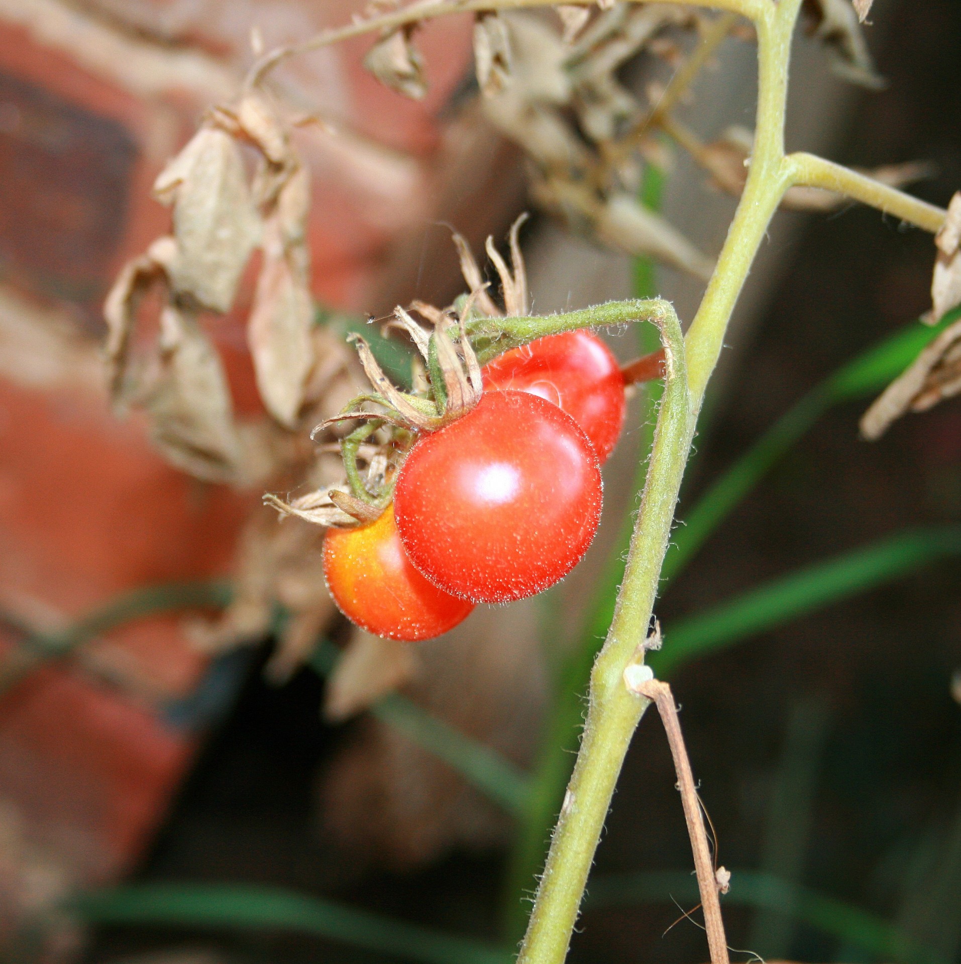 tomatoes small red free photo