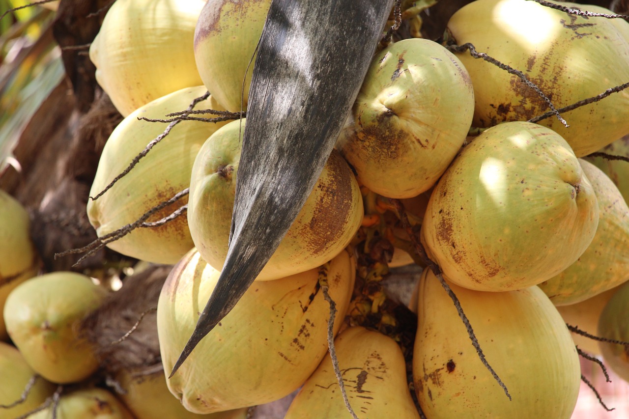 coco coconut tree brazil free photo