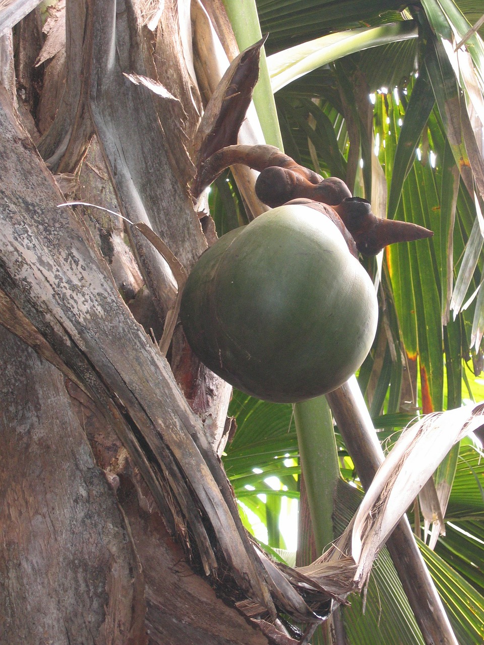 coco de mer coconut seychelles free photo