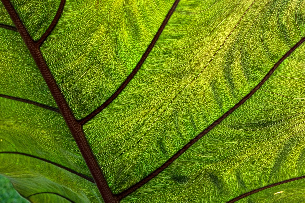 coco yam leaf tropical free photo