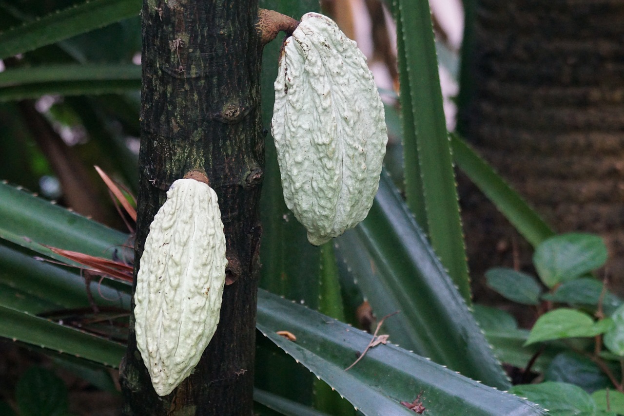 cocoa fruit seeds free photo