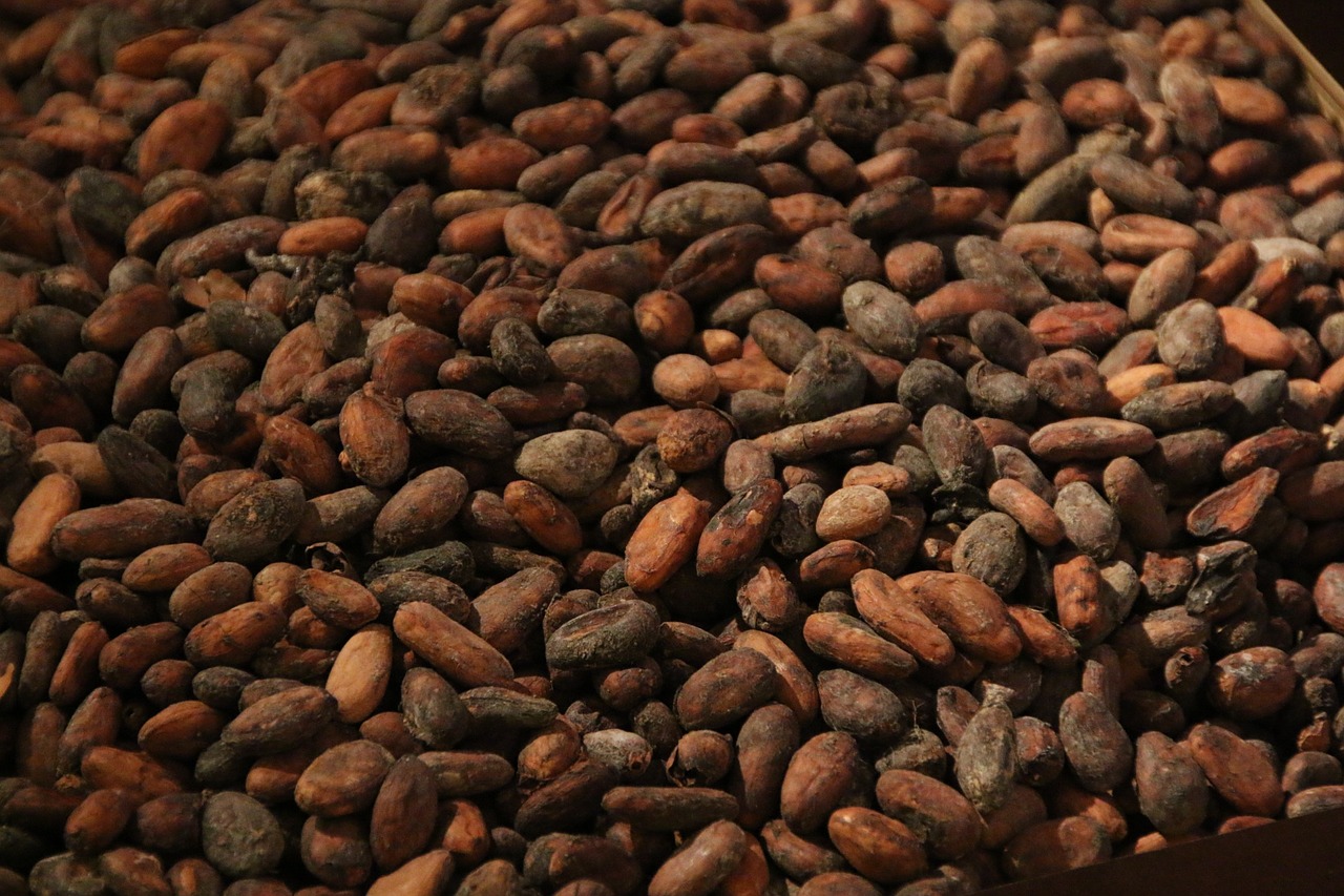 cocoa bean roast free photo