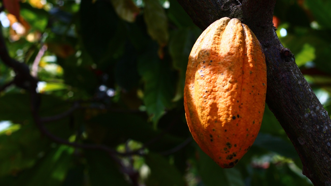 cocoa cultivation fruit free photo