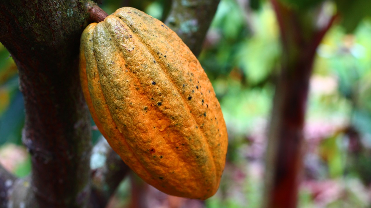 cocoa cultivation fruit free photo