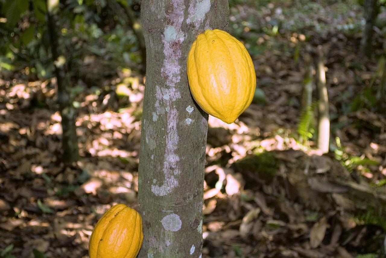 cocoa ghana pods free photo