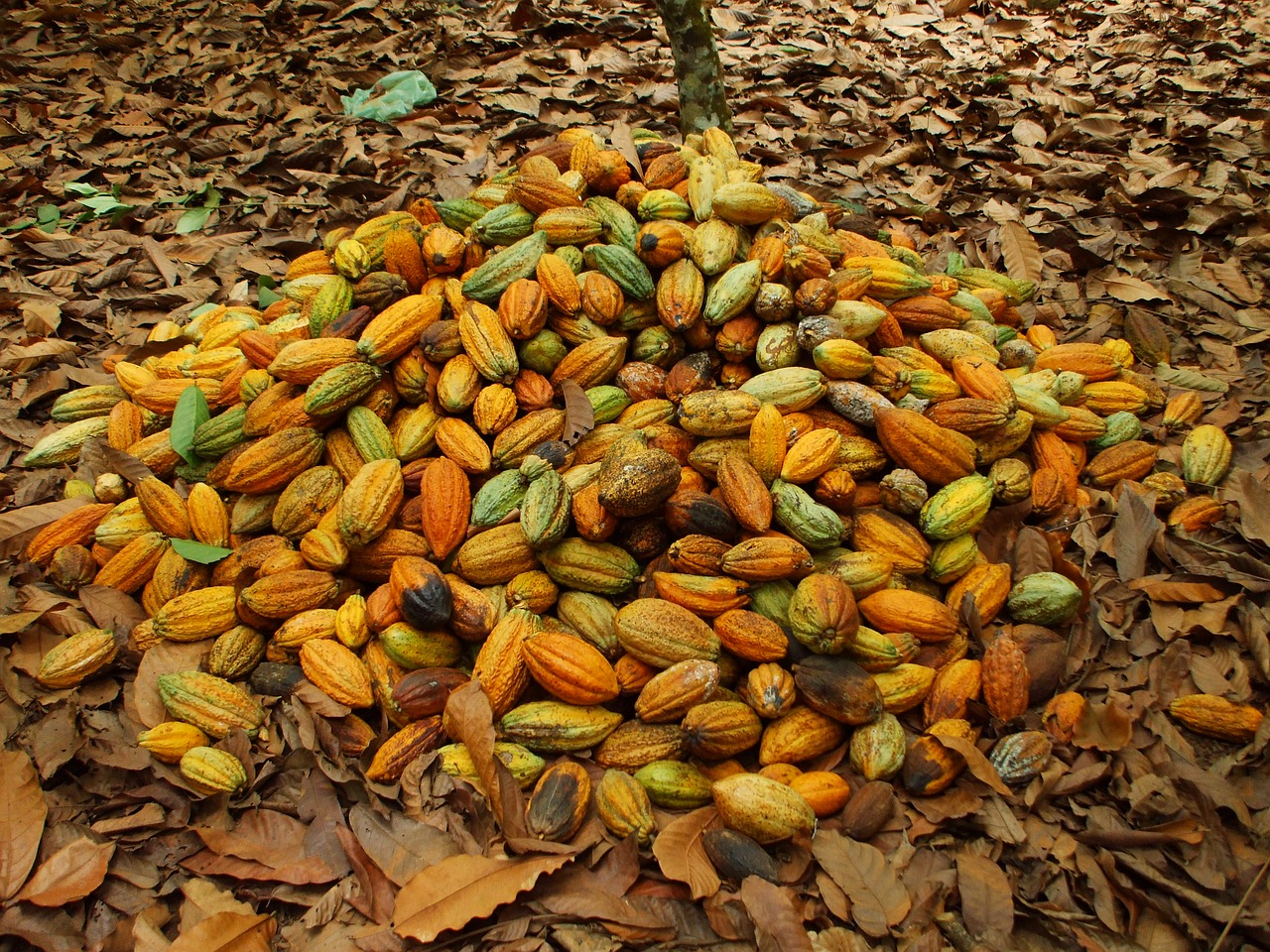 cocoa  pará  agriculture free photo