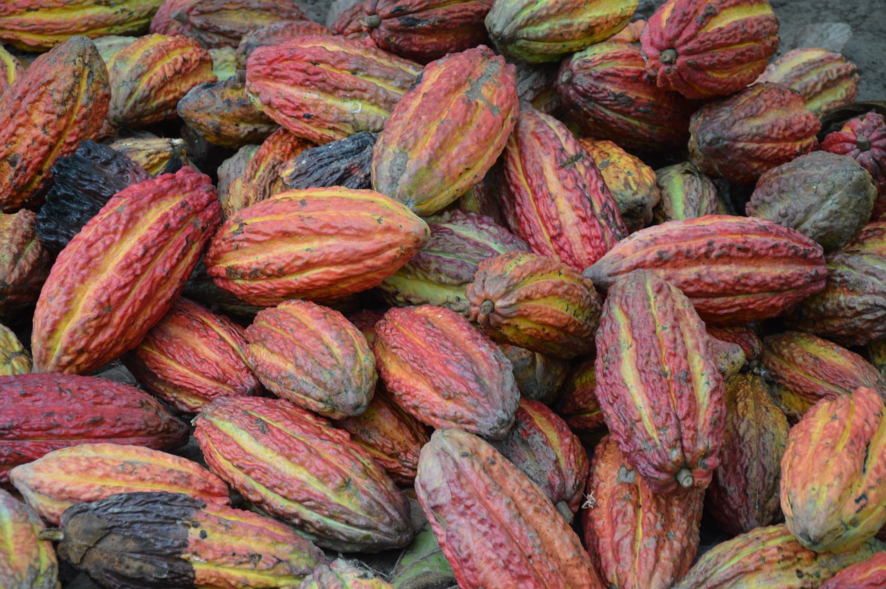 cocoa  cocoa beans  cacao free photo