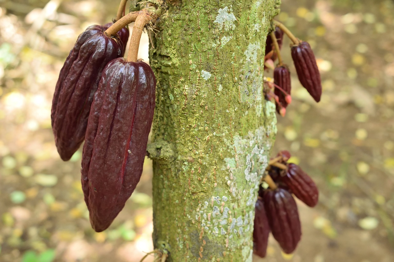 cocoa  colombia  nature free photo