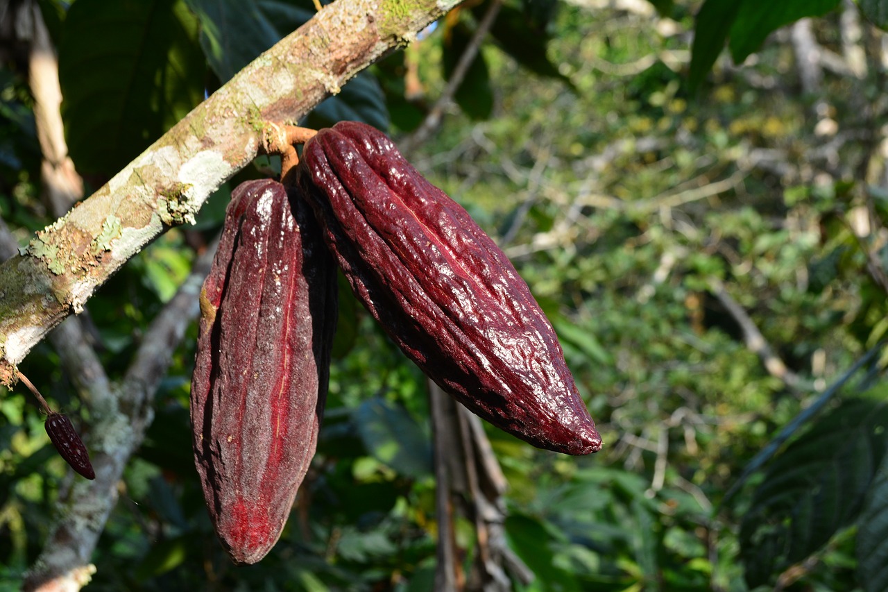 cocoa  cacao  plant free photo
