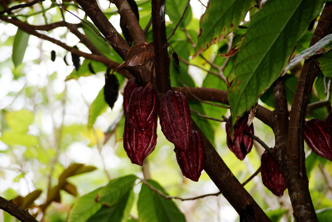 cocoa nature leaf free photo