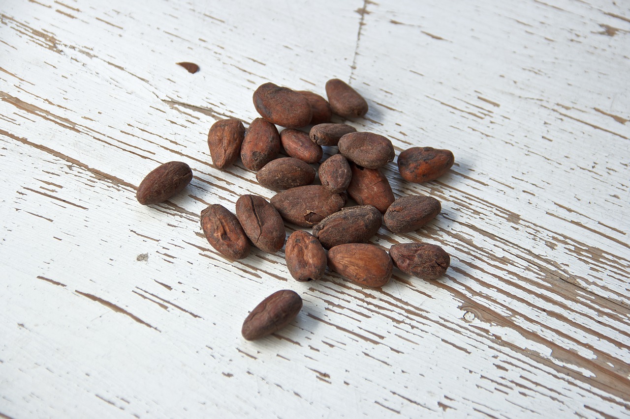 cocoa bean black brown free photo