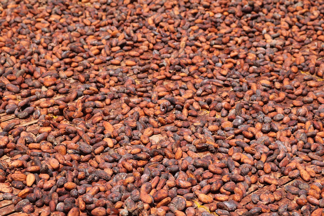 cocoa beans africa ghana free photo
