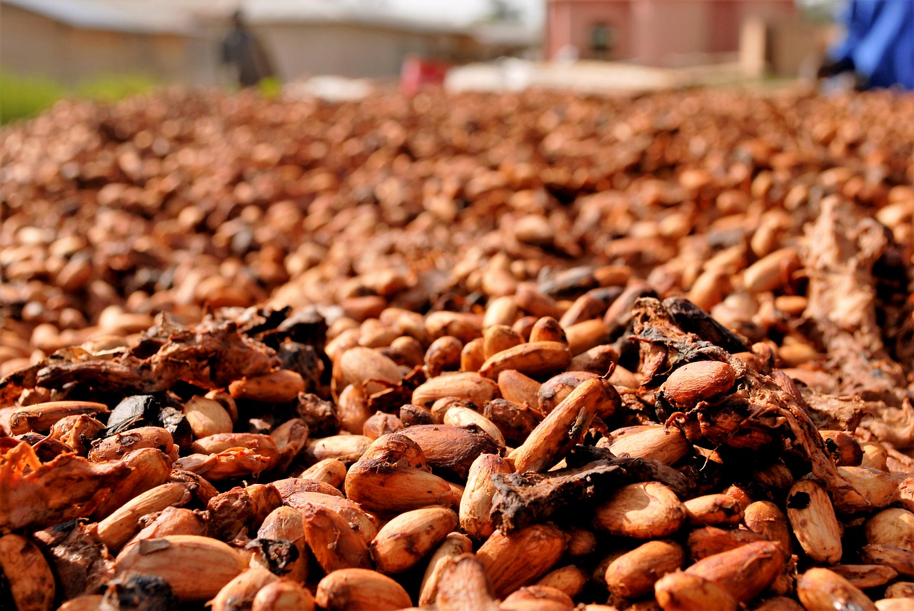 cocoa beans drying ghana free photo