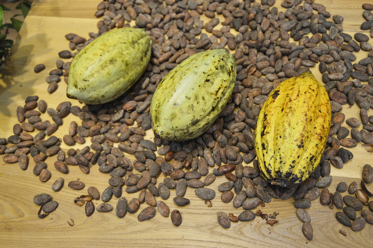 cocoa beans cocoa display free photo