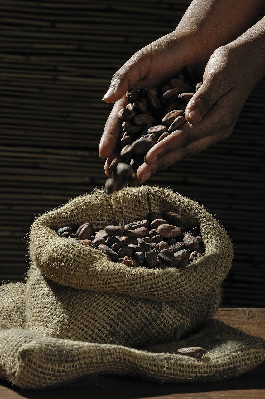 cocoa beans cocoa cacao free photo
