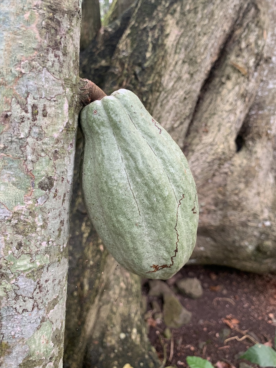 cocoa pod chocolate  jungle rain-forest green  chocolate free photo