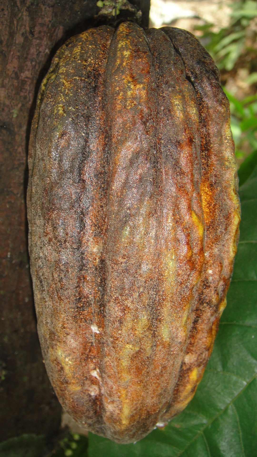 cocoa fruit fruit cocoa free photo