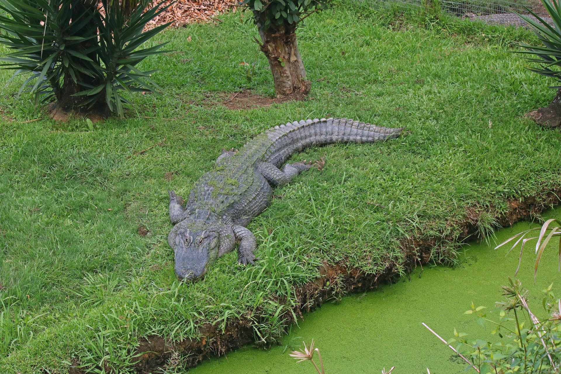 crocodile reptile grey free photo