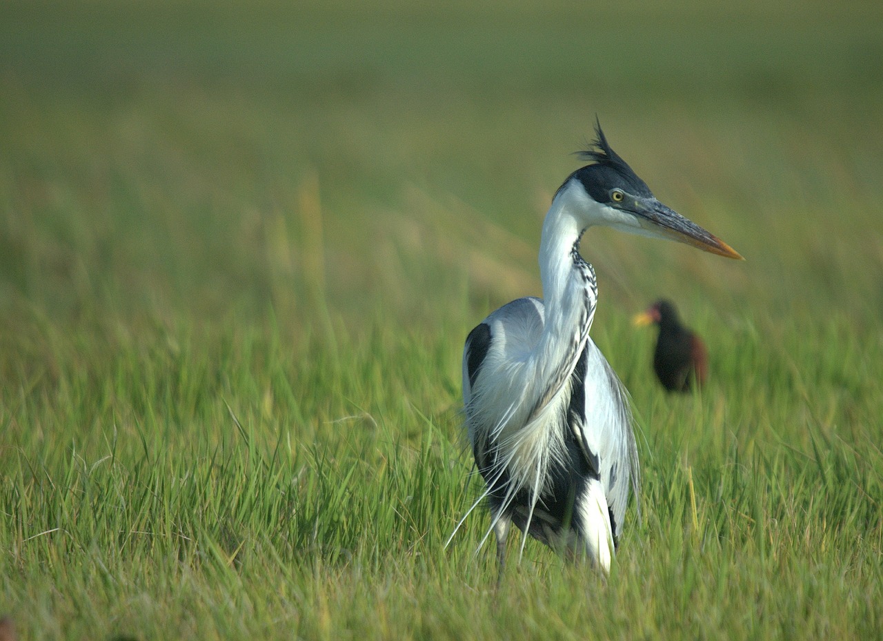 cocoi heron bird venezuela free photo