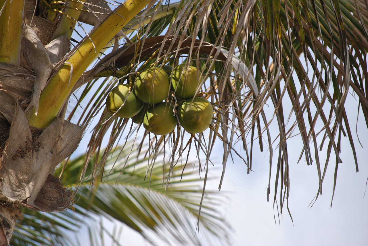 coconut tree coconut 1 free photo