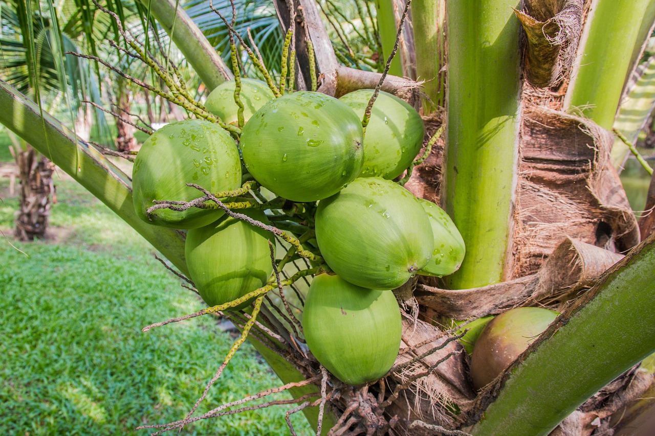 coconut coconut trees coconut perfume free photo