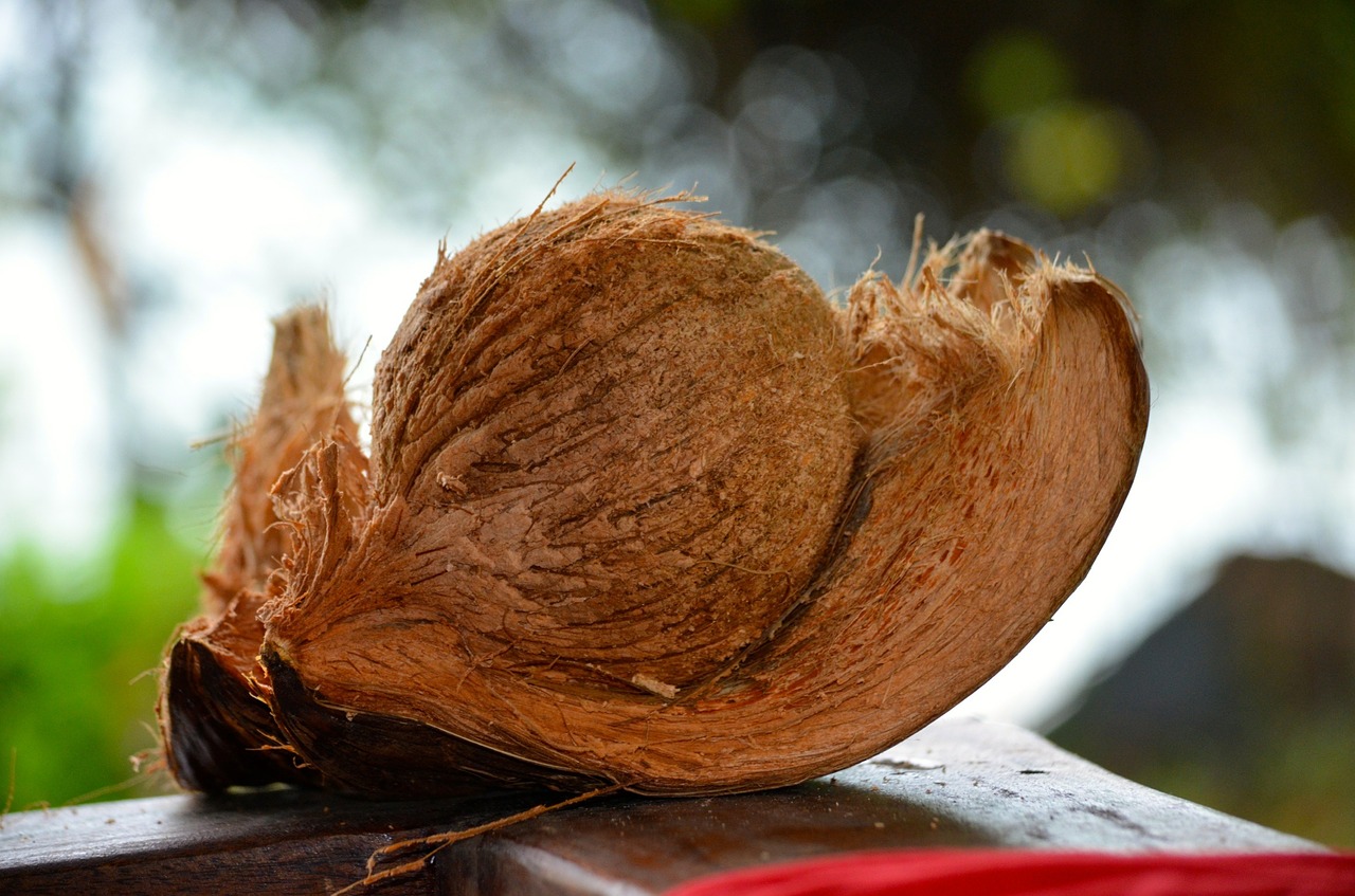 coconut paradis thailand free photo