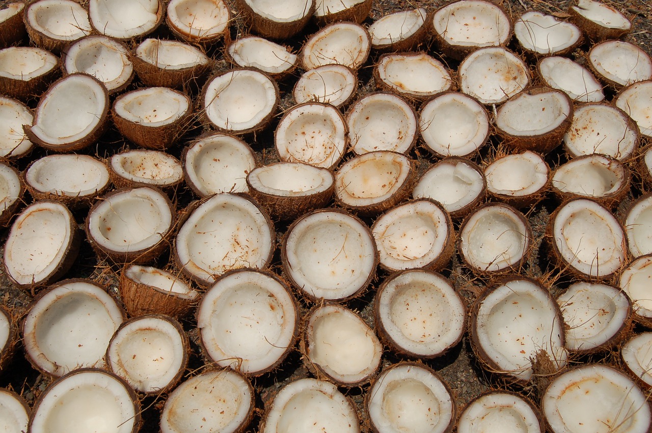 coconut india still life free photo