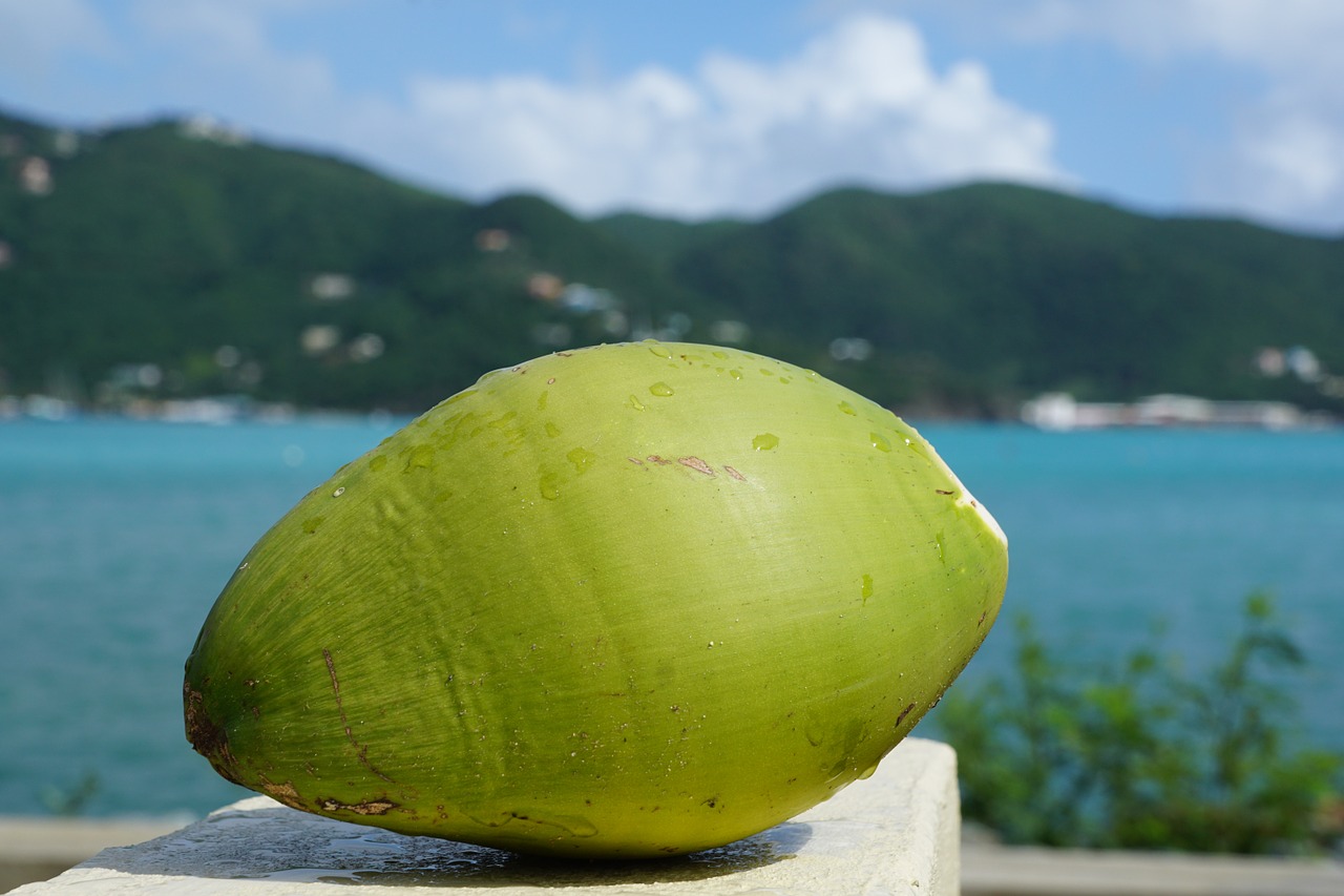 coconut caribbean british virgin island free photo