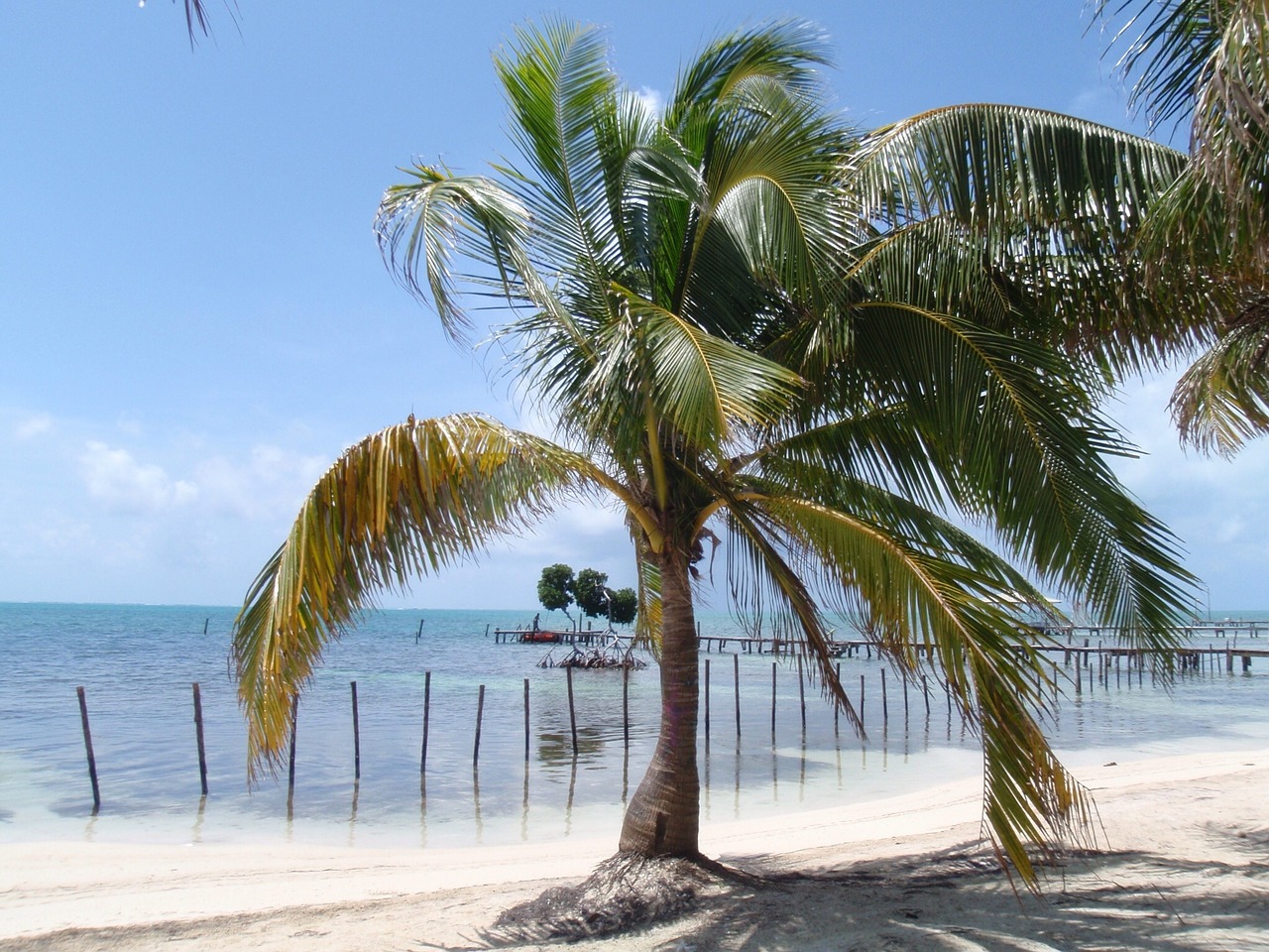 coconut trees beach free photo