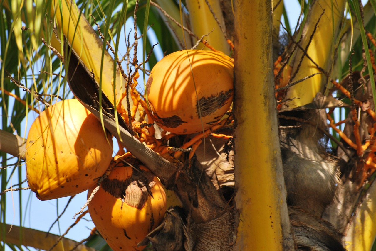 coconut palm yellow free photo