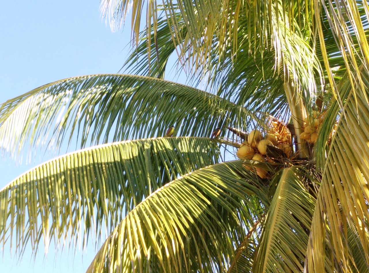 coconut palm tree beach free photo